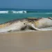 Baleia-jubarte morta aparece na orla e atrai curiosos em Praia Grande, litoral de SP
