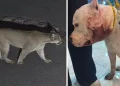 Onça ataca pitbull dentro de casa em São Paulo; vídeo