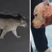 Onça ataca pitbull dentro de casa em São Paulo; vídeo