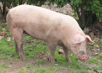 Morre porco clonado em projeto da USP para transplante de órgãos em humanos