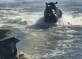 "Assustador": Hipopótamo persegue barco com turistas em Botsuana