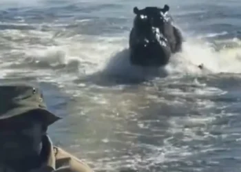 "Assustador": Hipopótamo persegue barco com turistas em Botsuana