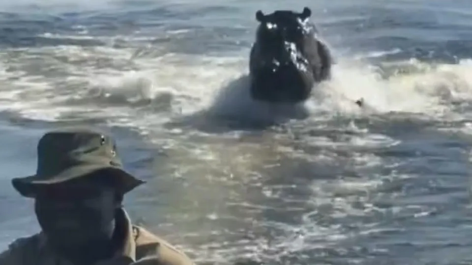 "Assustador": Hipopótamo persegue barco com turistas em Botsuana