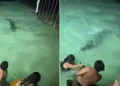 Banhistas escapam de crocodilo durante banho noturno em resort; vídeo