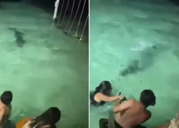 Banhistas escapam de crocodilo durante banho noturno em resort; vídeo
