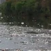 Grande volume de lixo flutuando no rio Pinheiros chama atenção após forte chuva em SP