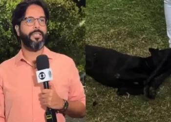 Cachorro perdido invade reportagem ao vivo da Globo e é reconhecido e resgatado por tutora