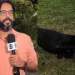 Cachorro perdido invade reportagem ao vivo da Globo e é reconhecido e resgatado por tutora