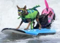 Cães desafiaram as ondas no Mundial de Surf Canino.; veja as imagens