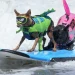 Cães desafiaram as ondas no Mundial de Surf Canino.; veja as imagens