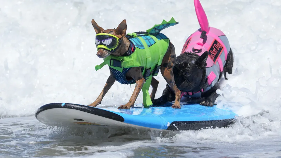 Cães desafiaram as ondas no Mundial de Surf Canino.; veja as imagens