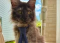 Gato Maine Coon com 29 dedos entra no Guinness e quebra recorde mundial