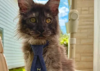 Gato Maine Coon com 29 dedos entra no Guinness e quebra recorde mundial