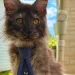 Gato Maine Coon com 29 dedos entra no Guinness e quebra recorde mundial