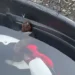 Jovem fica quase 1 hora com cobra venenosa escondida dentro do capacete