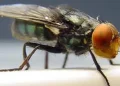 Larva que devora tecido vivo já infectou mais de 500 pessoas no México