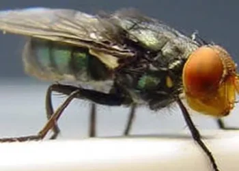 Larva que devora tecido vivo já infectou mais de 500 pessoas no México