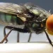 Larva que devora tecido vivo já infectou mais de 500 pessoas no México