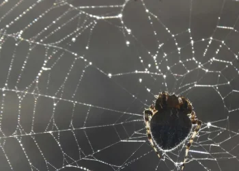 Mulher fica estado grave após ataque de 15 aranhas em acampamento nos EUA