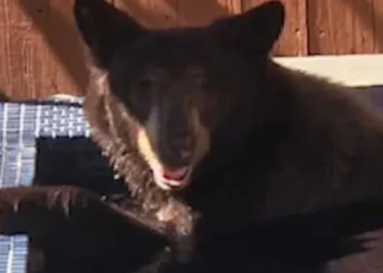Urso-negro invade hidromassagem de casa e é filmado nos EUA