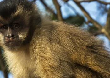 Visitante atrai macaco-prego com planta e o derruba com tapa em SC