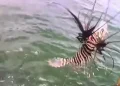 Peixe venenoso invade litoral da Bahia; quase 500 exemplares são retirados do mar em um mês