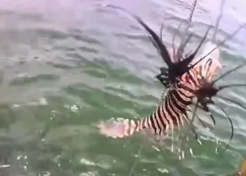 Peixe venenoso invade litoral da Bahia; quase 500 exemplares são retirados do mar em um mês