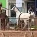 Cavalo desgovernado é controlado por menina de 12 anos no RS