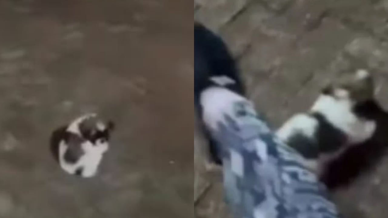 Influenciadora bate em filhote de shih-tzu. Foto: Reprodução/X