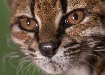 "Estranho". Novo felino foi descoberto em estrada da Bolívia: O que sabe?