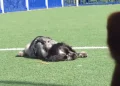 Cão com narcolepsia viraliza ao dormir durante brincadeiras; assista