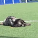 Cão com narcolepsia viraliza ao dormir durante brincadeiras; assista
