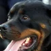 Idosa perde as duas orelhas após ataque de rottweilers em SP