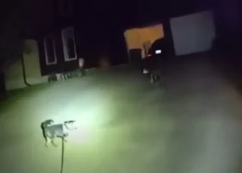 Cão pede ajuda à polícia salvar dono, que ficou caído em casa por 3 horas