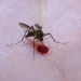 Aedes aegypti: quase metade dos municípios está em alerta ou risco