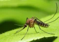 Anvisa libera testes em humanos de vacina brasileira contra malária