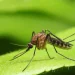 Anvisa libera testes em humanos de vacina brasileira contra malária