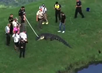 Homem de 71 anos é morto por jacaré quando pescava na margem de lago