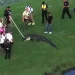 Homem de 71 anos é morto por jacaré quando pescava na margem de lago