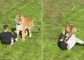 Homem morre ao entrar em jaula de tigre em zoológico; imagens chocam