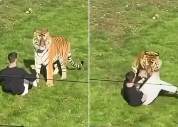 Homem morre ao entrar em jaula de tigre em zoológico; imagens chocam