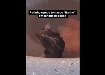 Mulher leva susto ao ver rato