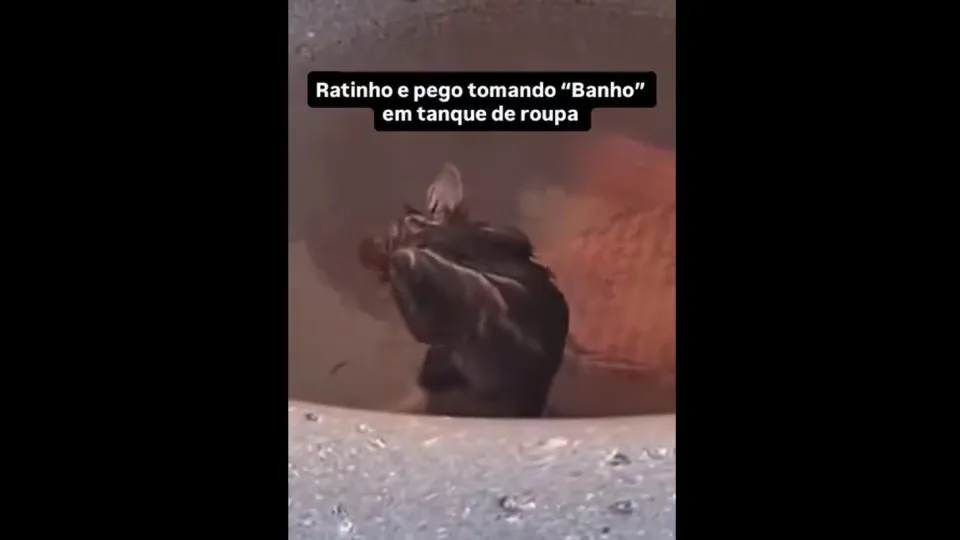 Mulher leva susto ao ver rato